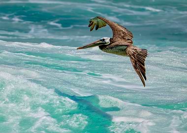 Brown Pelican Gliding Over Ocean Waves