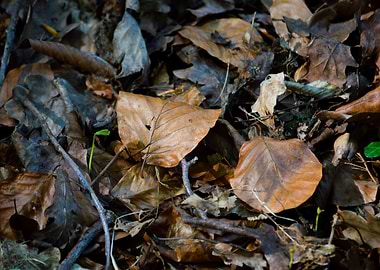 Autumn Leaves on Forest Floor
