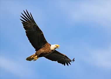 Screaming Eagle