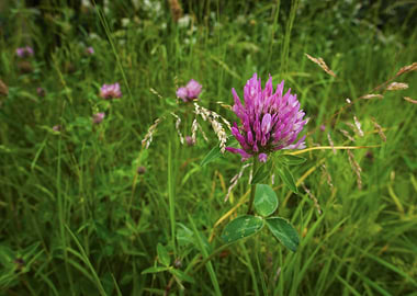 Vibrant Red Clover | Barnack Hills and Holes Wildflower Meadow