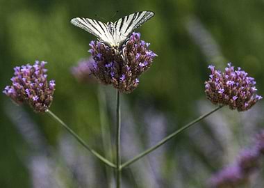 Scarce Swallowtail Butterfly on Verbena in the Provence, France