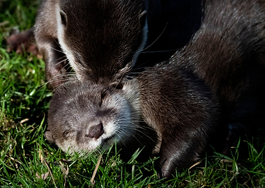 Two Otters Cuddling in Grass