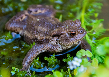 Common Toad Resting in Pond