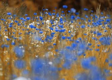 Vibrant Blue Flowers in Golden Field