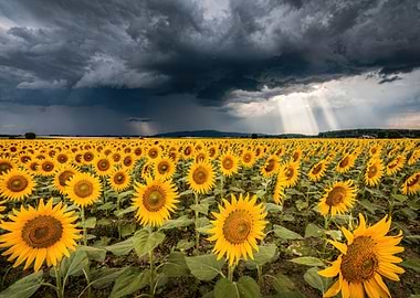 Sunflowers Under Dramatic Stormy Sky
