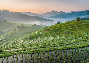 Misty Morning Rice Terraces