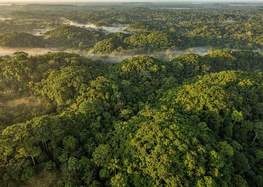 Aerial View of Lush Tropical Rainforest
