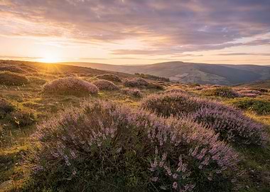 Sunset Over Blooming Heather Fields