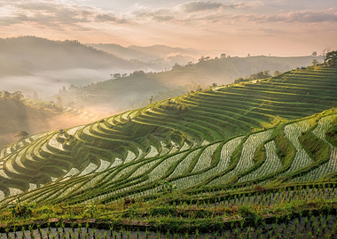 Misty Morning Rice Terraces