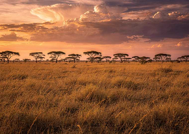 Golden African Savanna Sunset