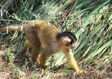 Squirrel Monkey Walking in Grass / Saïmiri en exploration
