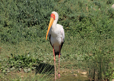 Yellow-billed Stork Standing in Grass