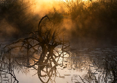 Misty Sunrise Over a Still Pond