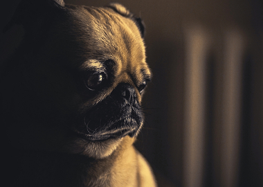Pensive Pug Portrait in Low Light