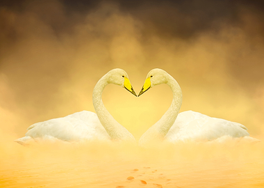 Two Swans Forming a Heart