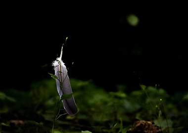 Single Feather Resting on Green Plant