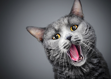 Yawning Grey Cat Portrait