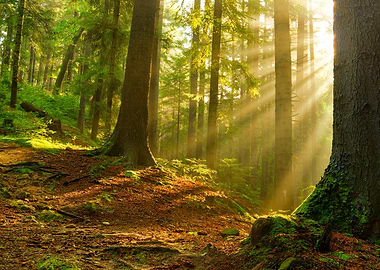 Sunny magic forest