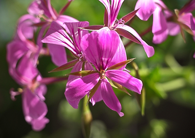 Pink flowers of an ivy leafed geranium