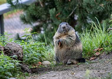 Alpine Marmot Eating a Carrot