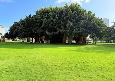 Majestic Banyan Tree of Oahu