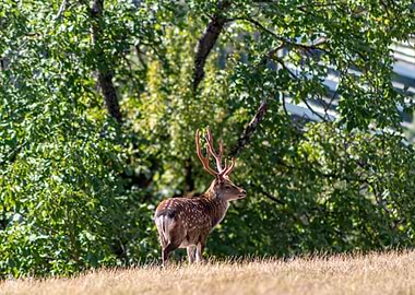 Spotted Deer in a Forest Clearing
