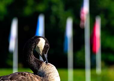Flag Goose