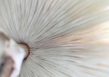Mushroom Umbrella