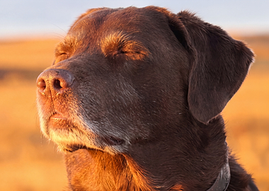 Meditation Dog Meme