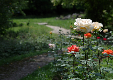 A Walk In The Garden