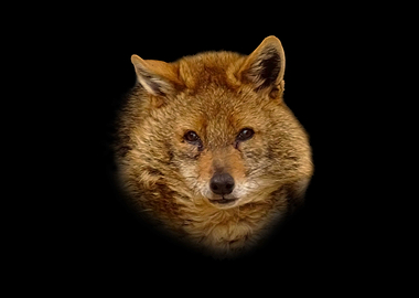 Golden Jackal Portrait