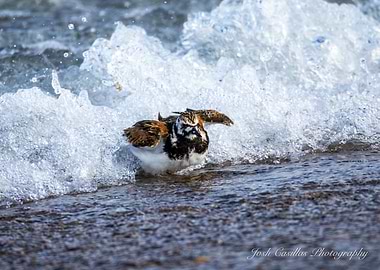 Surf’s Up