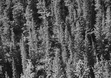Dense Evergreen Forest Canopy