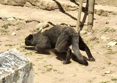 Black cat pouncing on dirt ground