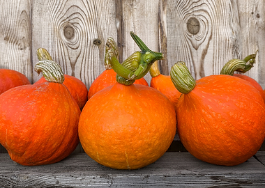 Fresh Orange Pumpkins on Wooden Shelf