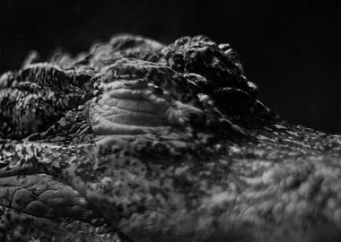Submerged Alligator in Black and White