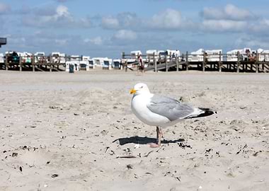 Seagull Standing on Sandy Beach