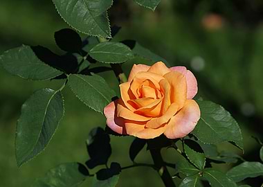 La Vie On Rose