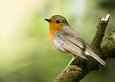 European Robin Perched on Branch