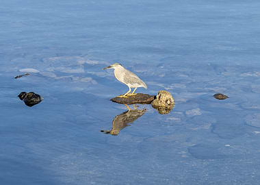 Bittern On His Rock