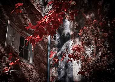 Autumn Leaves by Old Stone Window