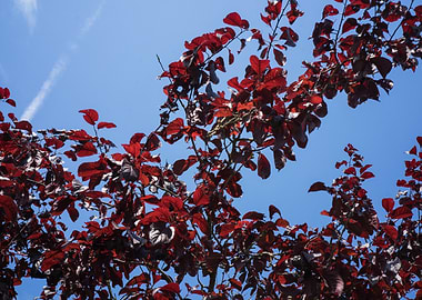 Deep Red Leaves Against Blue Sky