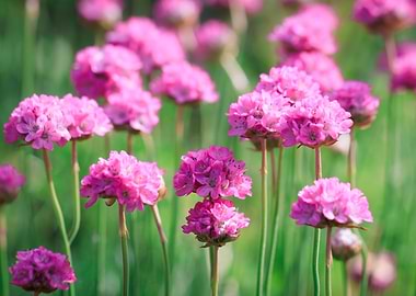 Vibrant Pink Sea Thrift Flowers
