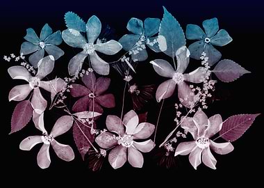 X-ray Style Floral Botanical Arrangement