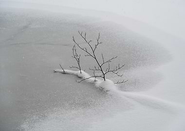 Minimalist winter scene with a branch in the frozen lake