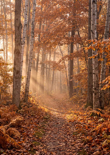 Autumn Woodland Path, metal print by Isla Elsewhere