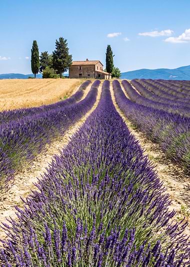 Lavender Terraces, metal print by Isla Elsewhere