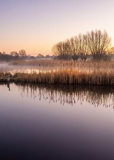 Misty Wetland at Sunrise, metal print by Isla Elsewhere