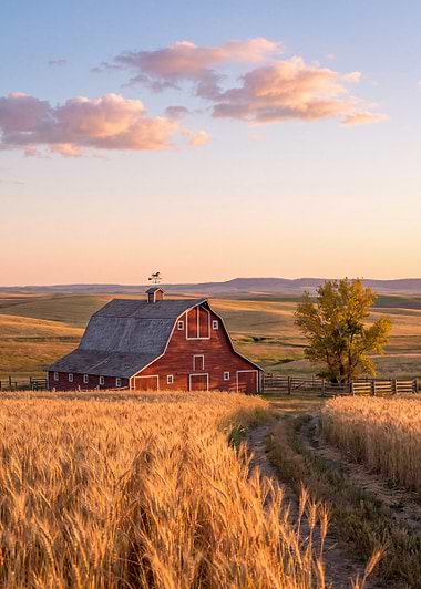 Red Barn Prairie Golden Hour, metal print by Isla Elsewhere