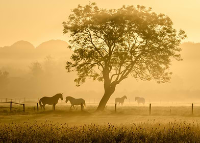 Valentines-preview-0